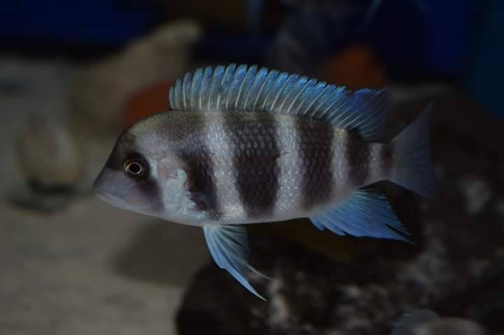 Cyphotilapia gibberosa 'Cape Chaitika'
